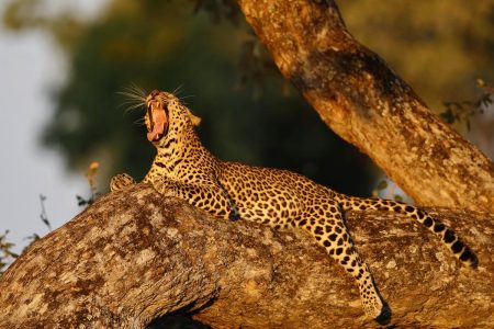 Dieses Leoparden Bild ist auf unserer Fotoreise 2016 nach Sambia entstanden.