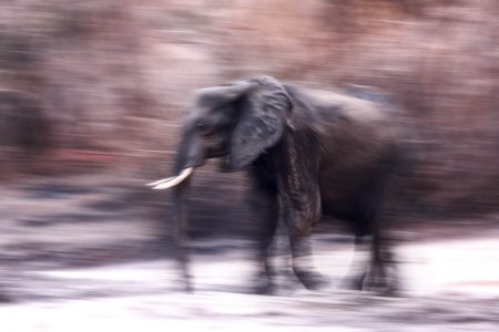 Afrikanischer Elefant, Kanga Pan Hide Mana Pools Simbabwe