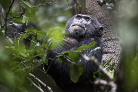 Uganda Schimpanse