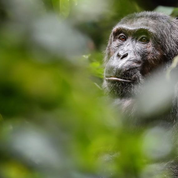 Schimpanse Uganda Reisen