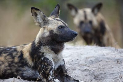 Wildhunde in Botswana, Kwara Konzession