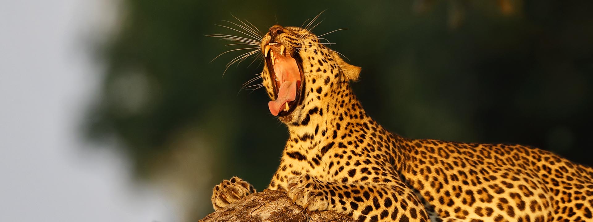 Gähnender Leopard im besten Abendlicht.