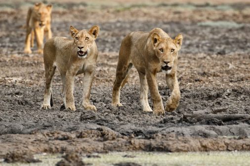 Löwen in Mana Pools, Simbabwe