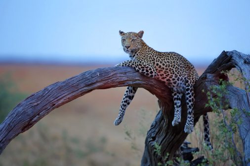 Auf unseren Fotoreisen fotografieren Sie mit uns Leoparden im südlichen Afrika.