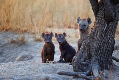 Jungtiere aus zwei unterschiedlichen Würfen vor dem Hyaenen Bau. Afrika Reise Botswana.