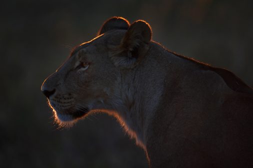 Botswana - Savute Marsch im Chobe Nationalpark. Die Silhouette einer Löwin, die gerade zur Jagd aufbricht.