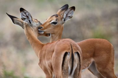 In den Sommermonaten im südlichen Afrika bekommen viele Antilopenarten ihre Jungen, hier zwei neugeborene Impalas.