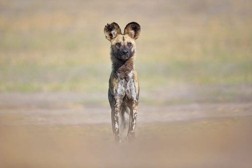 Afrikanischer Wildhund fotografiert auf unserer Reise nach Botswana 'Private Zeltcamps'