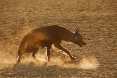 Schabrackenhyäne, Strandwolf, Braune Hyäne - fotografiert in Botswana im CKGR (Central Kalahari Game Reserve).