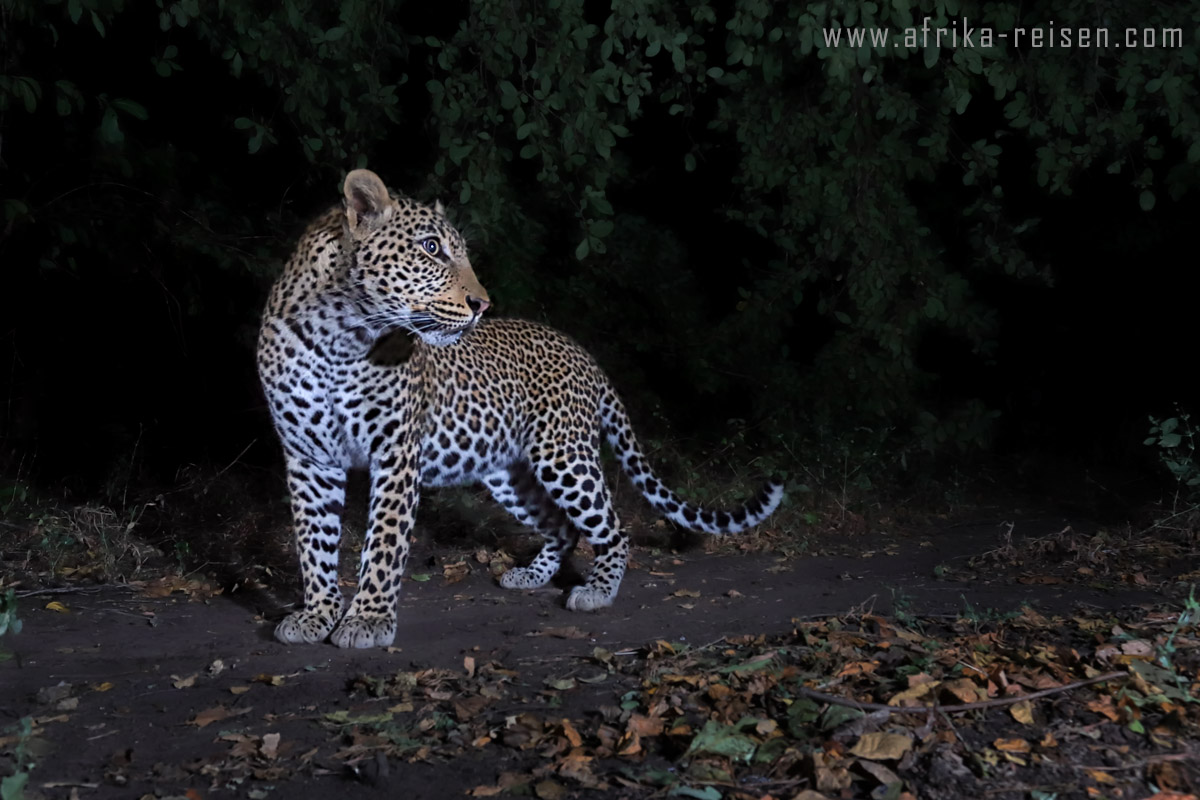 Den Leoparden auf der Spur. Reisen Sie mit uns nach Sambia und Botswana.