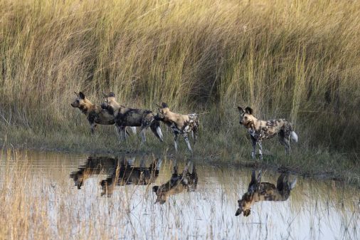 Afrikanische Wildhunde in Botswana's Okavango Delta.