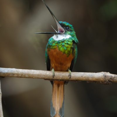 Im Pantanal gibt es eine unglaublich vielfältige Vogelwelt.