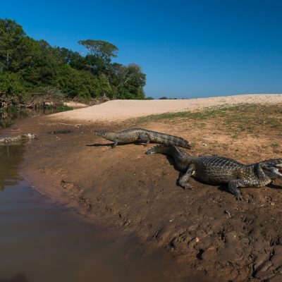 Kaimane im Pantanal, Brasilien.