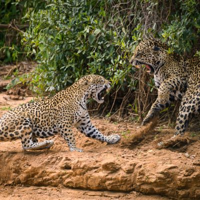 Jaguare im Pantanal, Fotoreise mit In Africa - In INDIA Safaris
