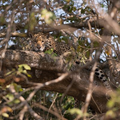 Jaguar im Pantanal, Fotoreise mit In Africa - In INDIA Safaris