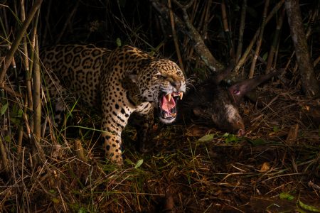 Jaguar im Pantanal, Fotoreise mit In Africa - In INDIA Safaris