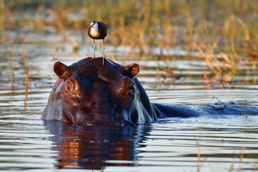 Flusspferde im Okavangodelta fotografieren - auf unseren In AFRICA Fotoreisen nach Botswana.