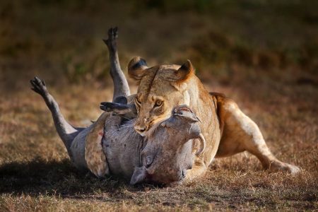 Fotoreise Kenia Masai Mara
