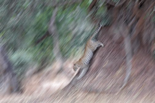 Leoparden in Afrika - South Luangwa NP.