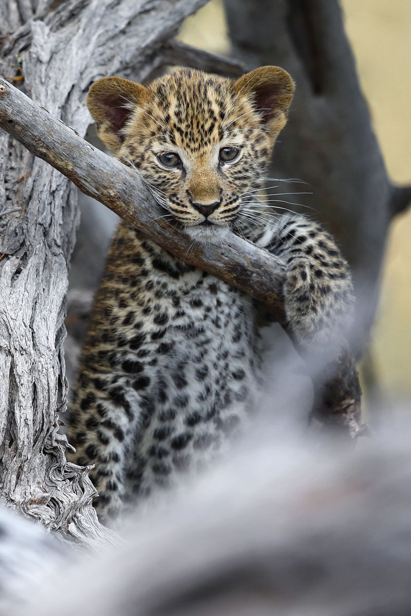 Leopard in Botswanas Okavangodelta - Fotoreisen Afrika.