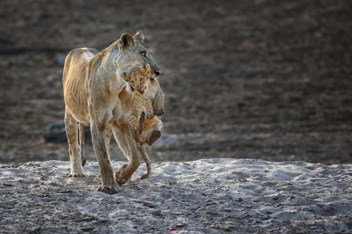 Löwin trägt Jungtier, South Luagwa NP, Sambia.