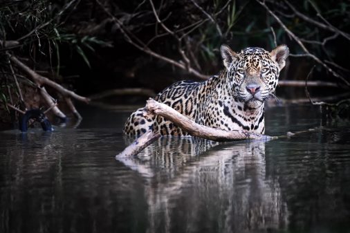 Jaguar im Wasser, fotografiert im Pantanal - Brasilien.