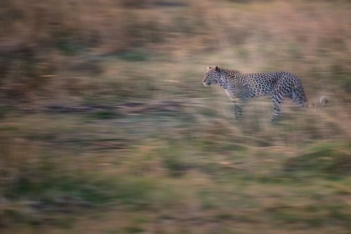 Reisen-Afrika-Leopard-Botswana