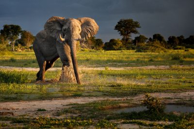 Elefant Botswana Okavangodelta