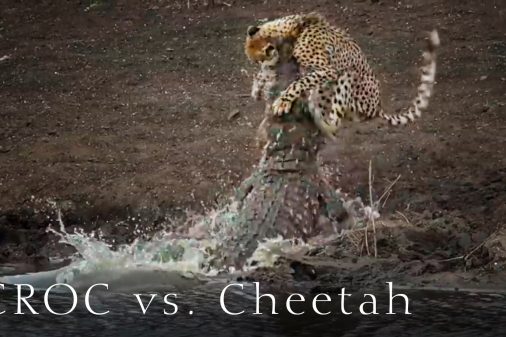 Gepard und Krokodil