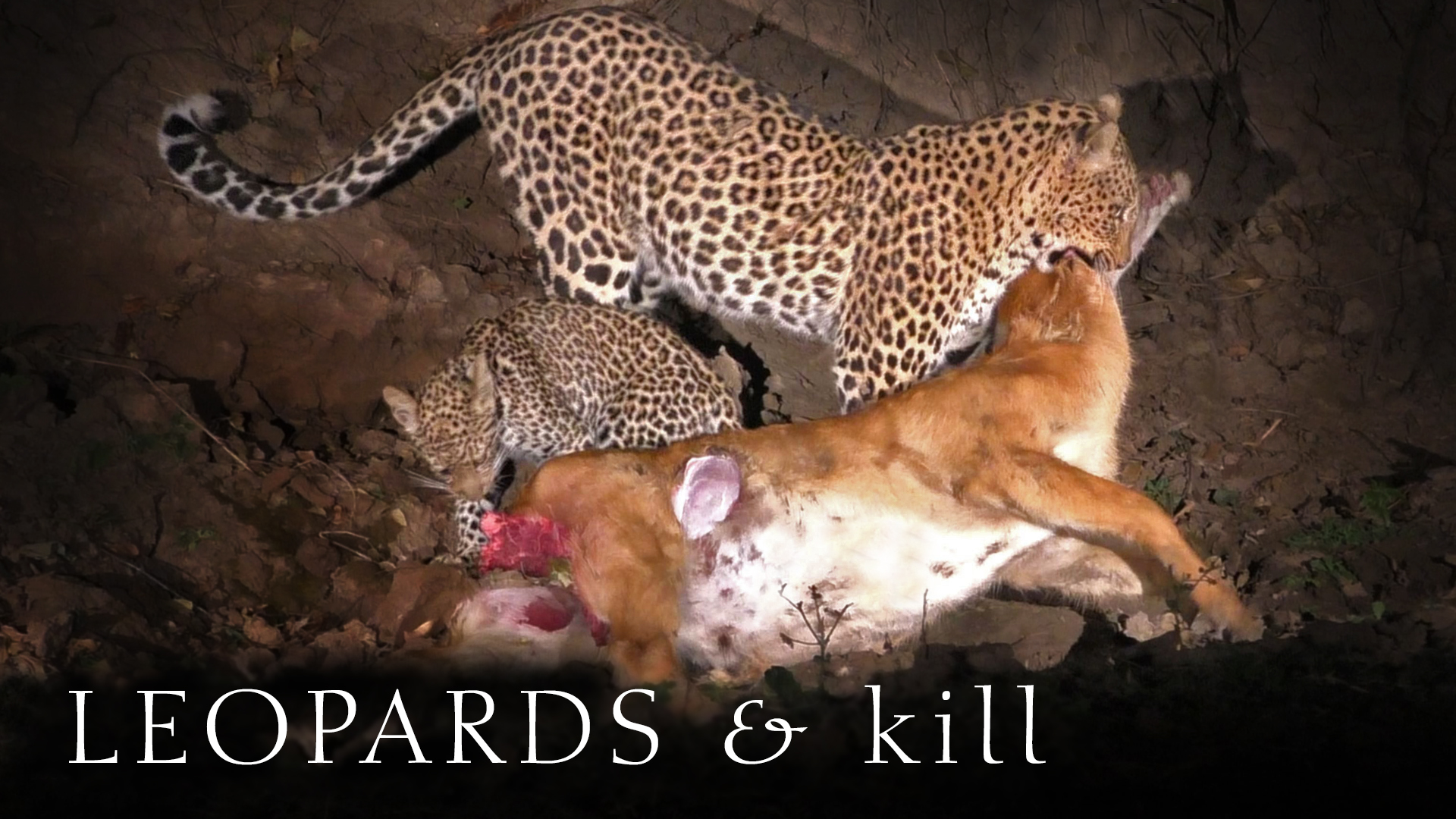 Leopard Kill, Mother and Cub feeding at night on a Puku Antelope