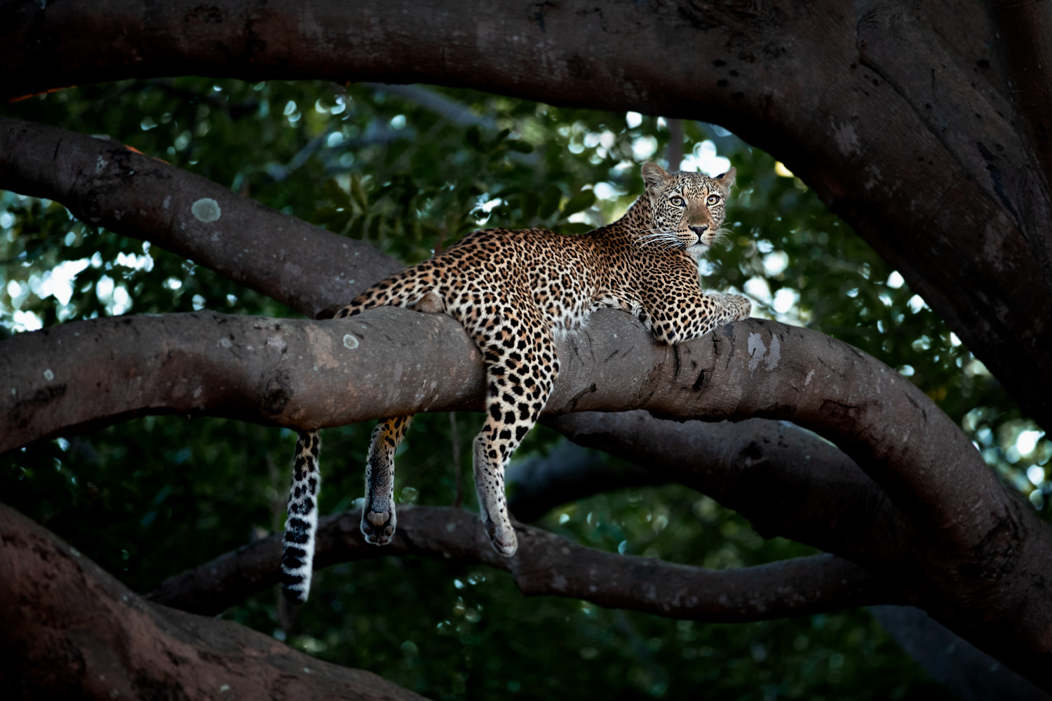 Junger Leopard im Baum.