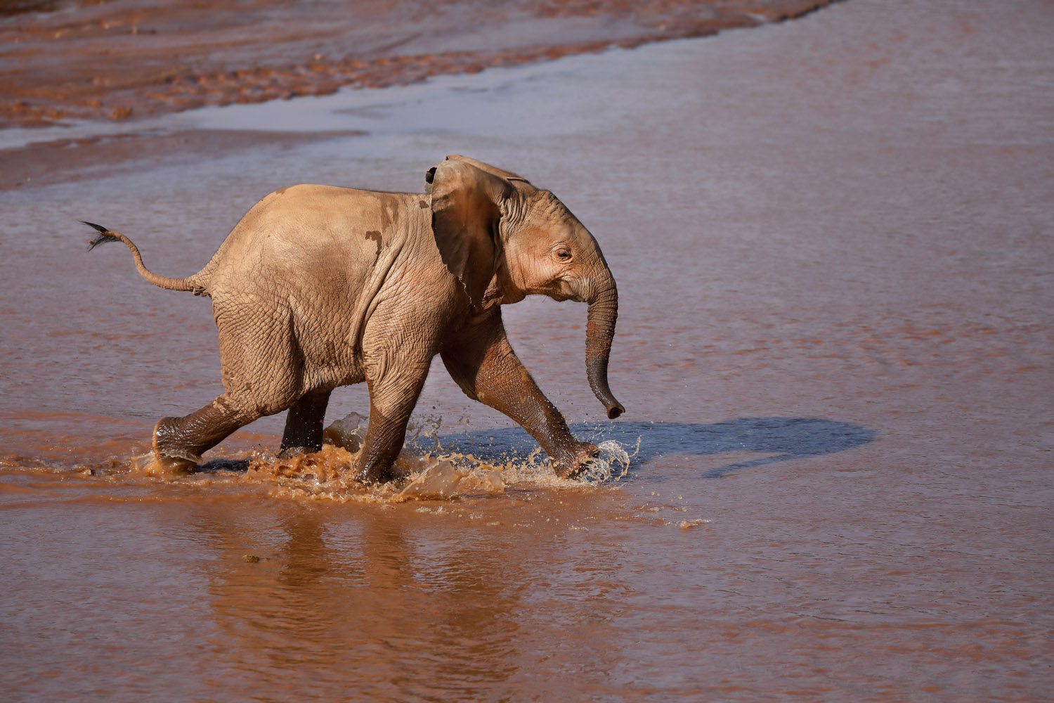 Kenia Reise Elefant