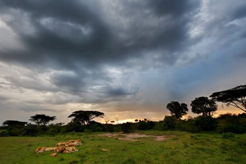 Kenia Fotosafari Löwen