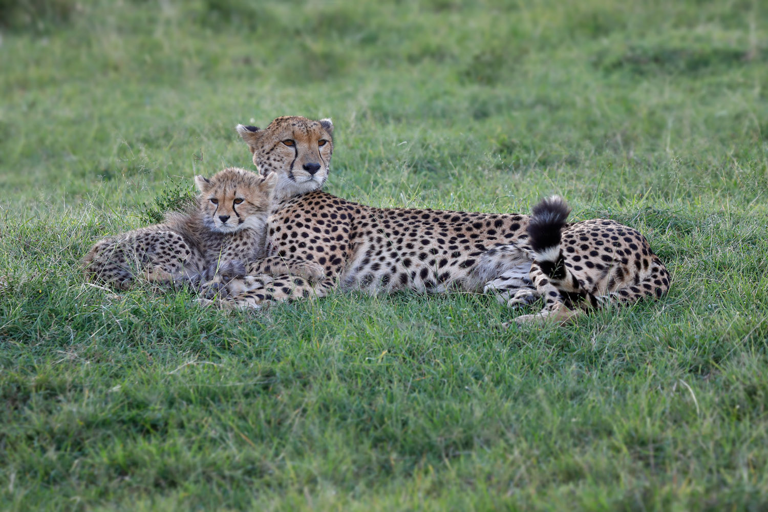Kenia Safari Gepard