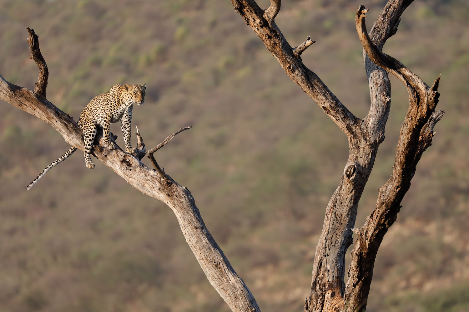 Kenia Reise Leopard