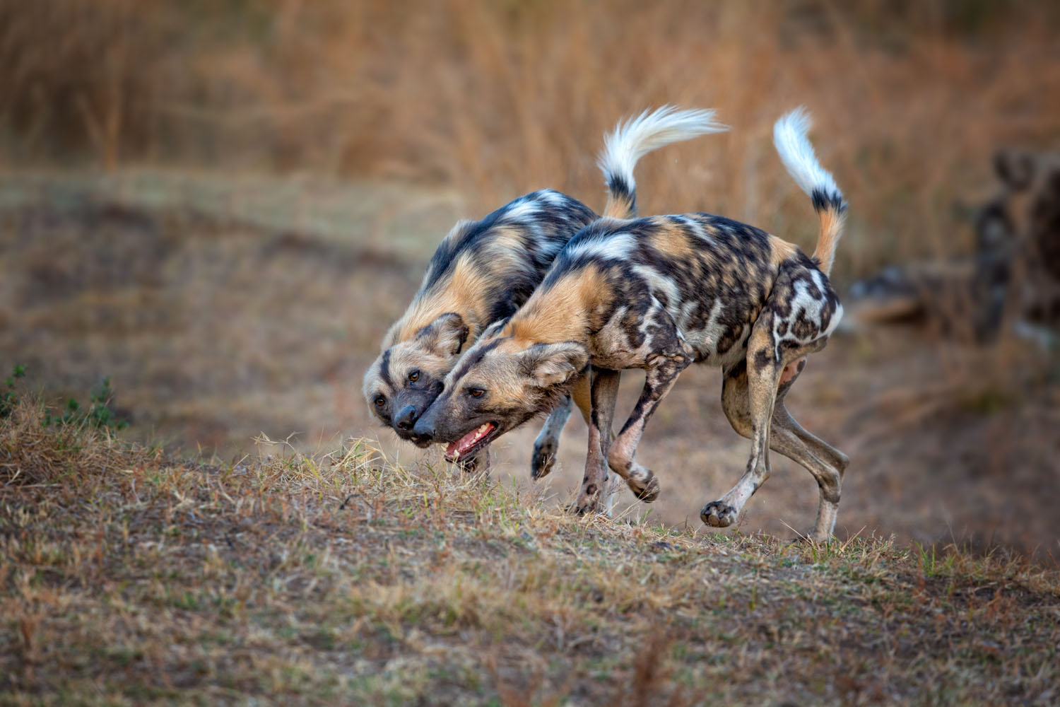 Wildhunde-Botswana-Afrika