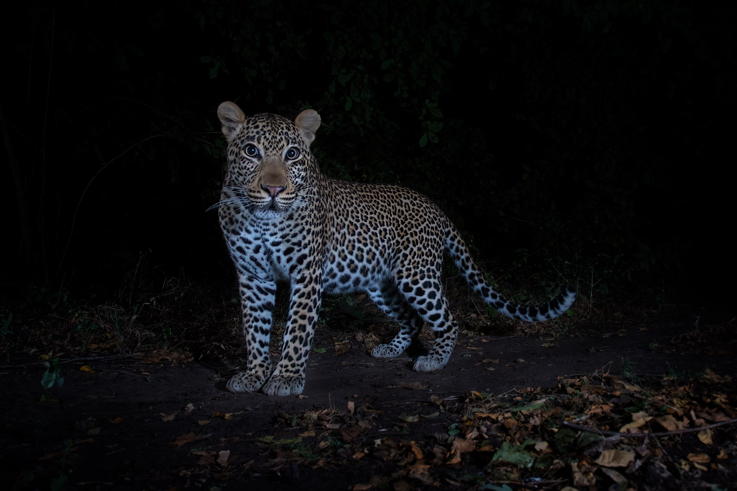 Afrika Reisen - Sambia, Leoparden im South Luangwa Nationalpark.