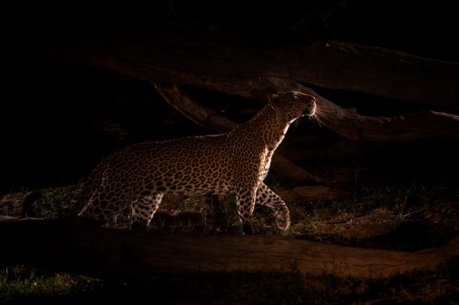 Leopard im South Luangwa Nationalpark, nachts fotografiert.