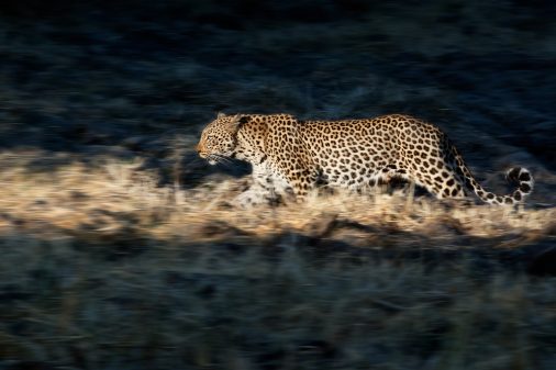 Fotosafari Sambia, Leoparden des South Luangwa Nationalparks.