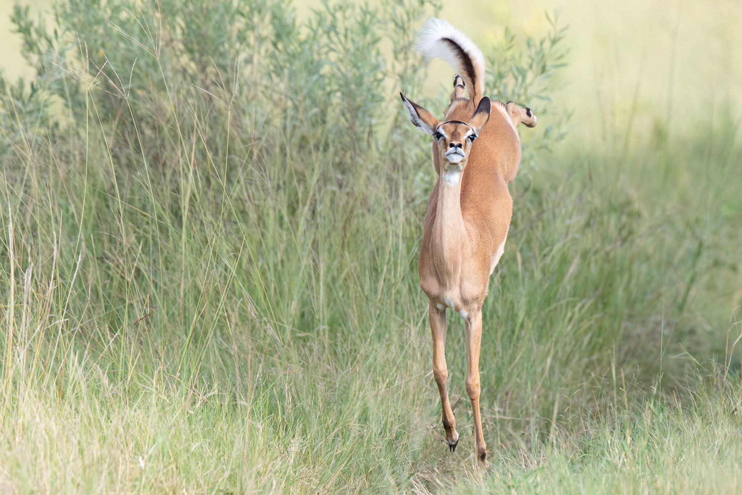 Impala pronking, Botswana Afrikareise