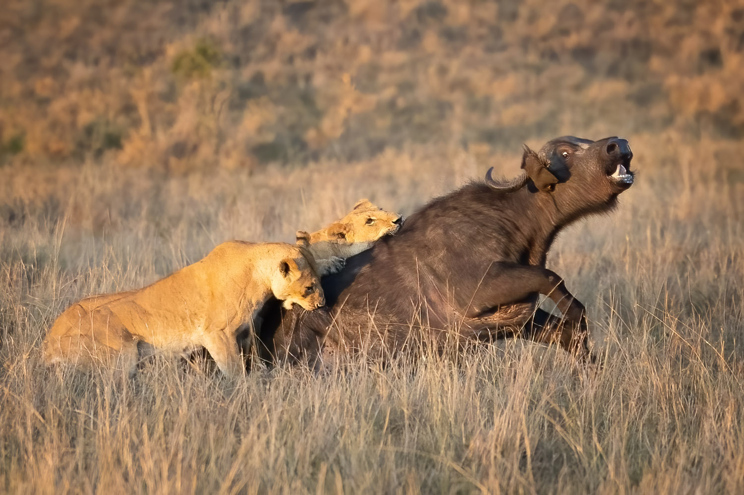 Kenia Fotoreise Masai Mara, Büffel und Löwen