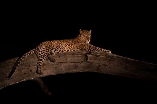 Nachts fotografieren wir Leoparden im South Luangwa Nationalpark, Sambia.