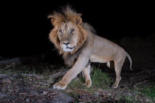 Afrika-Reisen nach Kenia Fotoreise Masai Mara, Löwe in der Nacht