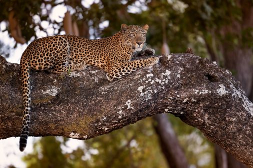Leopard in Sambia, South Luangwa Nationalpark.