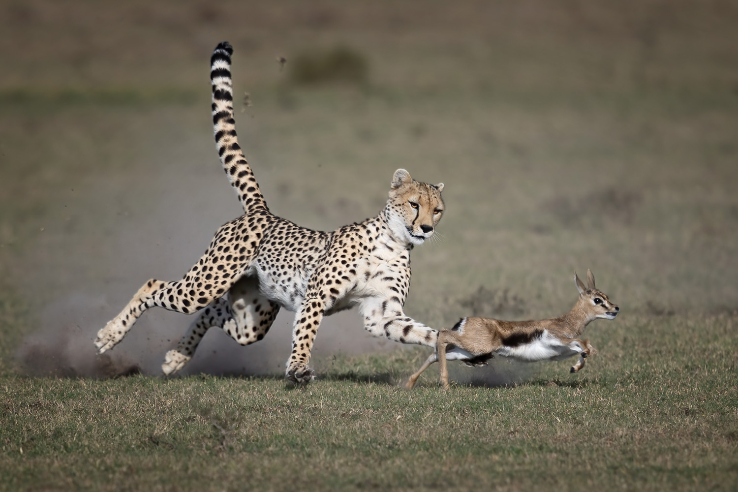 Jagender Gepard mit Thomson-Gazelle