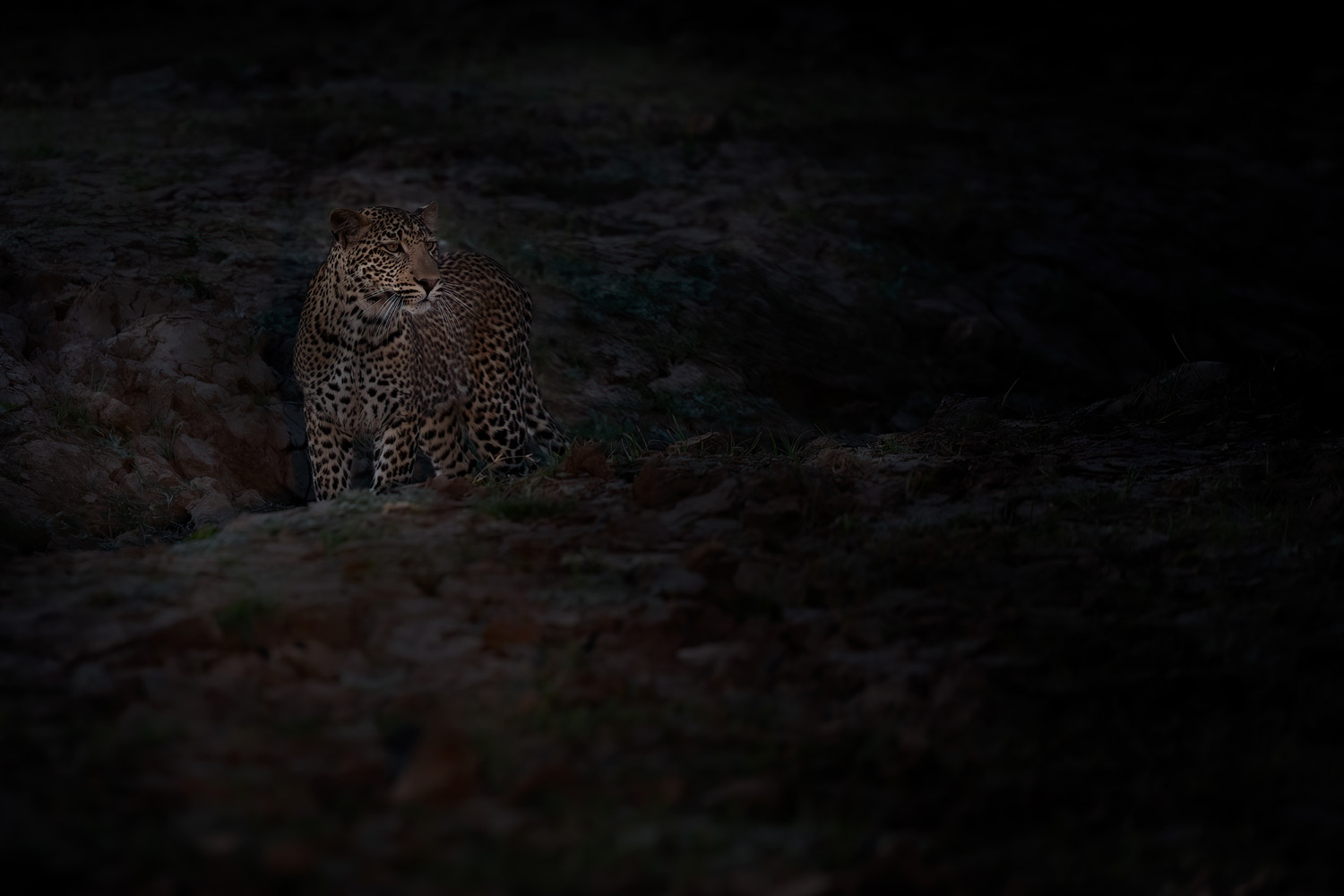 Leopard bei Nacht, South Luangwa Nationalpark - Sambia.