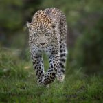 Leopard in der Masai Mara, Kenia - Fotoreise, Fotosafari
