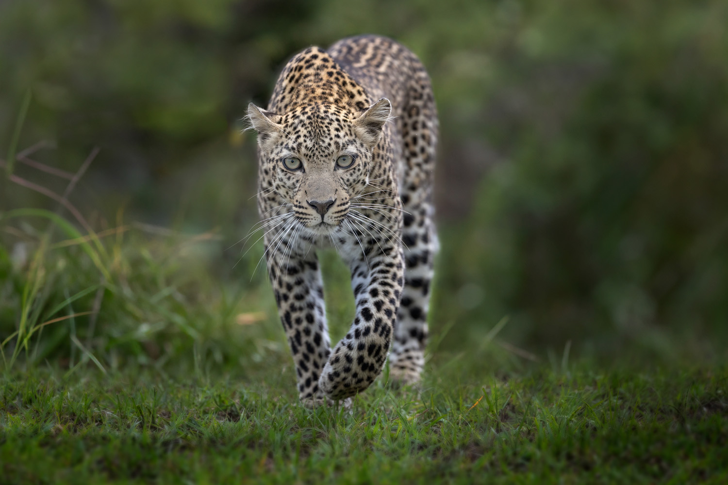 Leopard in der Masai Mara, Kenia - Fotoreise, Fotosafari