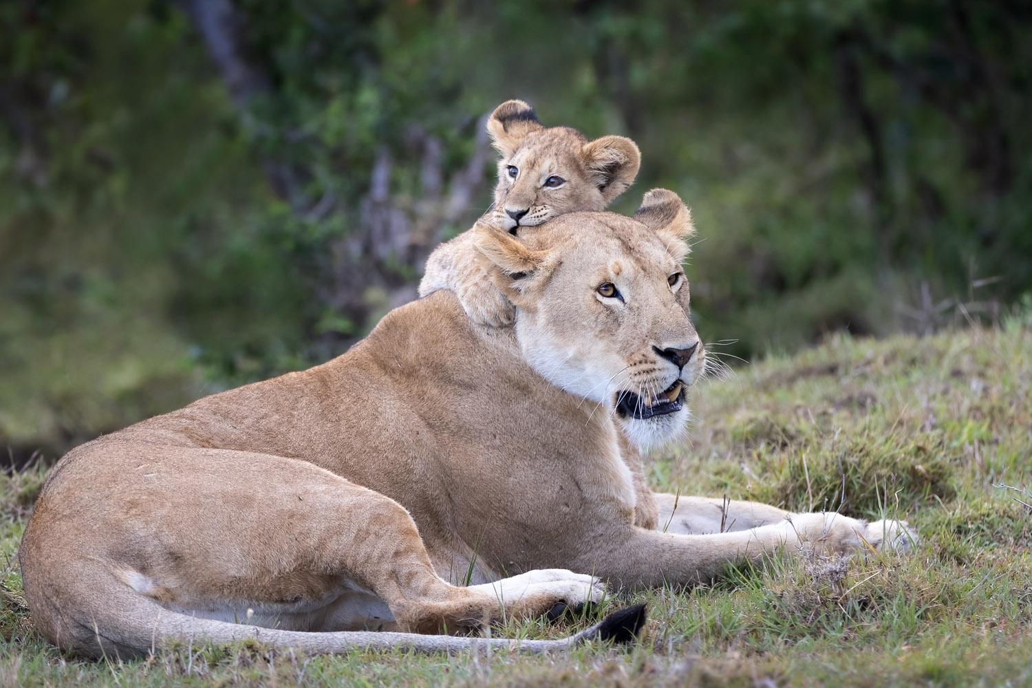 Löwen in Kenias Masai Mara.