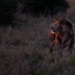 Masai Mara Loewe im letzten Licht.